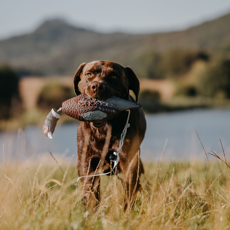 Afbeelding laden in Galerijviewer, HP&G Fazant