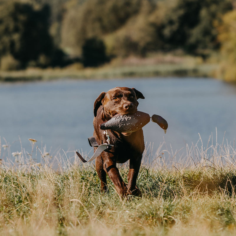 Afbeelding laden in Galerijviewer, HP&G Fazant