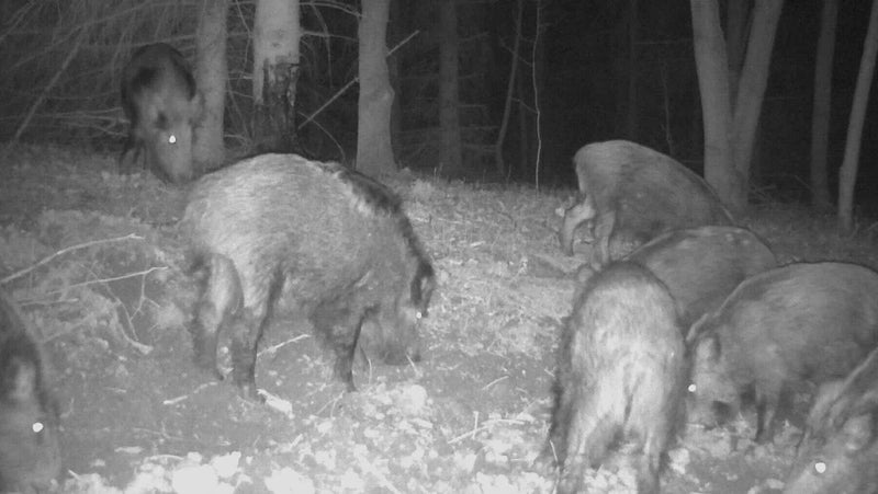 Afbeelding laden in Galerijviewer, Buchenholzteer Spuitbus 500 ml.