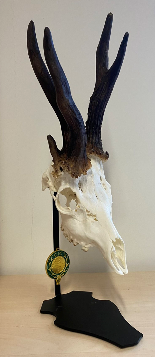 Trofee standaard / Bokkenstandaard