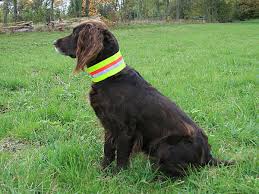 Signaal Halsband Hond, Gummiflex Geel