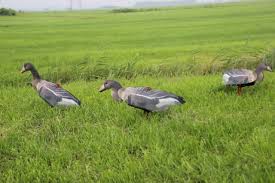 Afbeelding laden in Galerijviewer, FUD lokkers Kolgans ( per 6 stuks verpakt)
