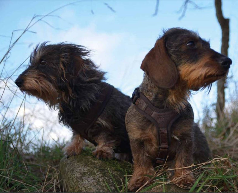 Afbeelding laden in Galerijviewer, Niggeloh Zweet Harnas Follow Light - Het Brabants Jachthuis