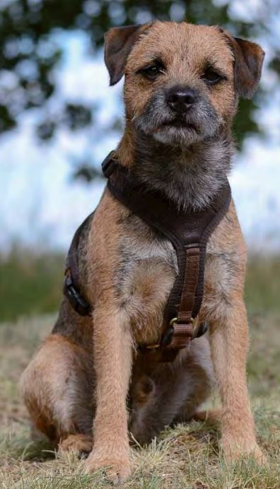 Afbeelding laden in Galerijviewer, Niggeloh Zweet Harnas Follow Light - Het Brabants Jachthuis