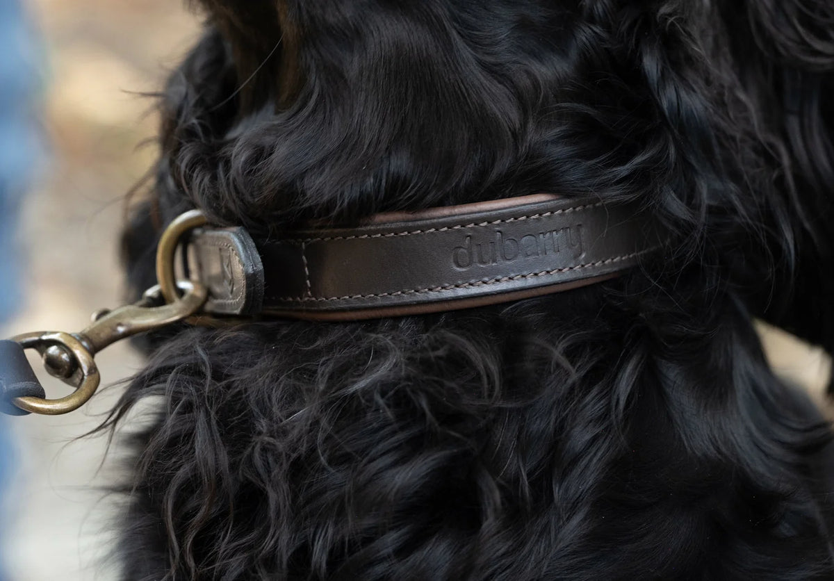 Dubarry Axel, leren hondenhalsband, mahogany