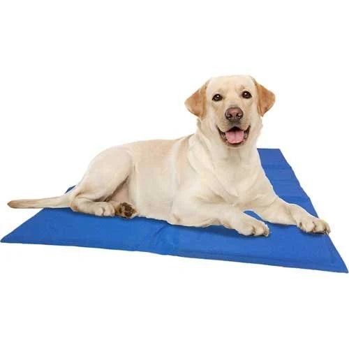 Hoe houd ik mijn hond koel tijdens warme dagen?