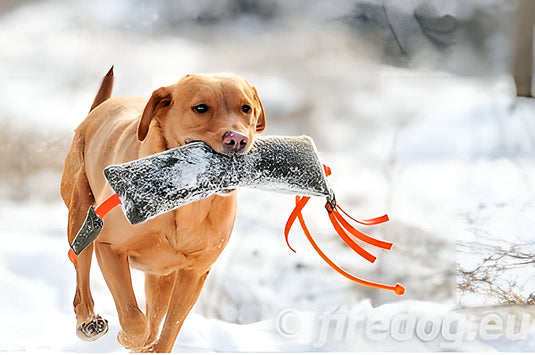 Dummytraining jachthond: complete gids voor effectieve training