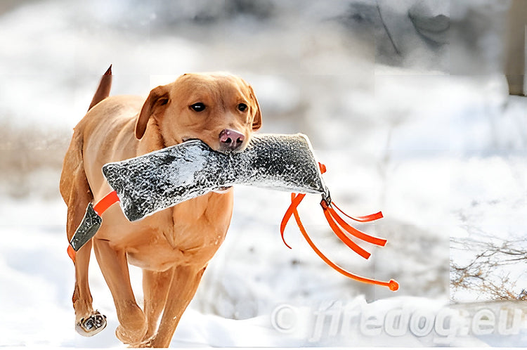 Dummytraining jachthond: complete gids voor effectieve training