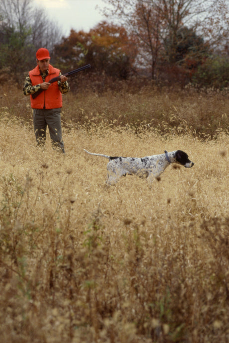 Dummies for Hunting Dogs: Why Important? 