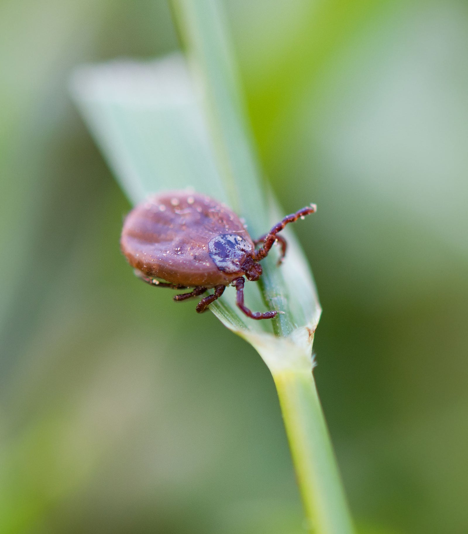 Wat Draag Je in het Bos Tegen Teken?