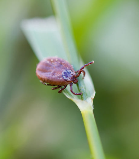 Wat Draag Je in het Bos Tegen Teken?