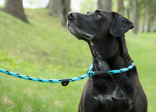 jachtlijn hond