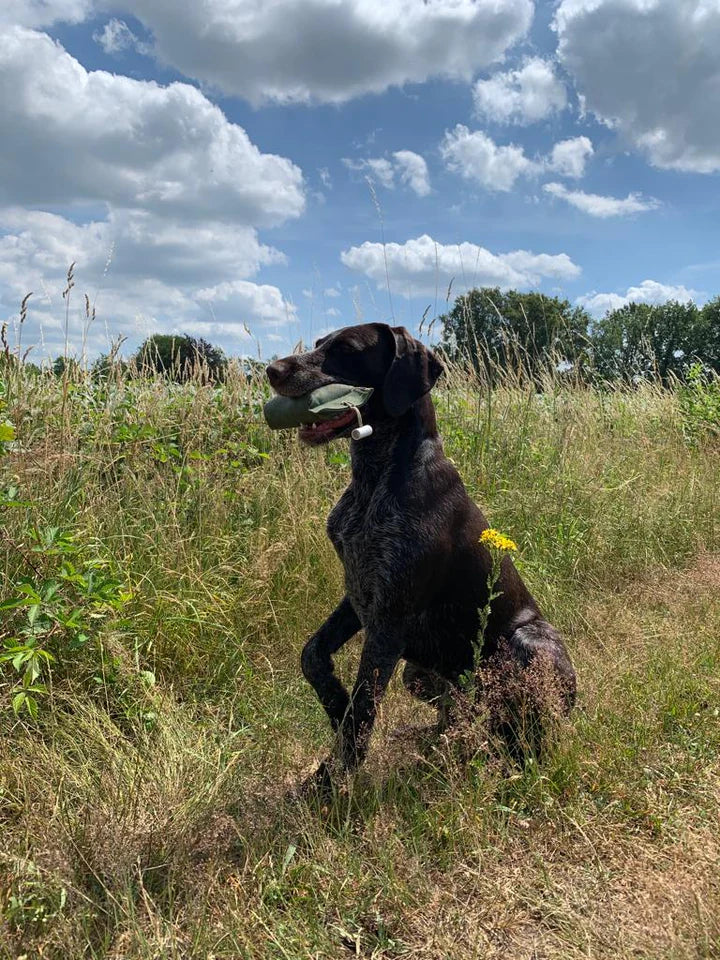 Training voor je jachthond