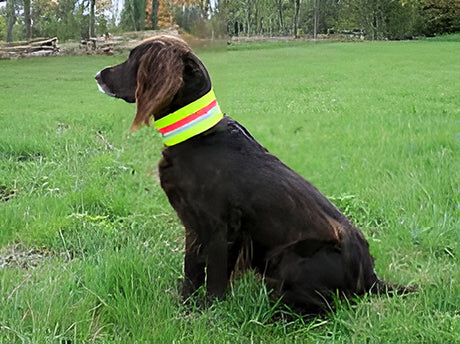 Signaal Halsband Hond, Gummiflex Geel