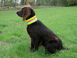 Signaal Halsband Hond, Gummiflex Geel