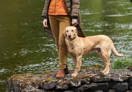 Dubarry Honeysuckle Corduroy Broek, harvest gold