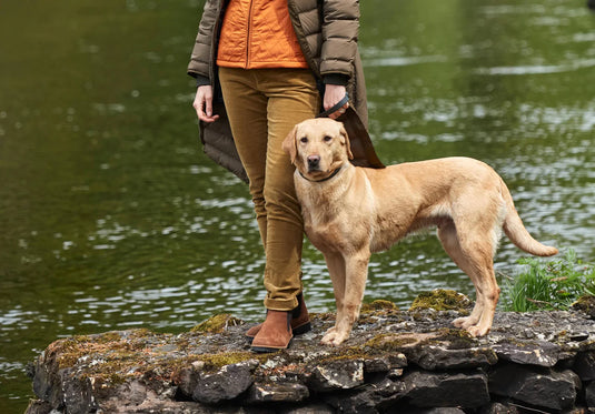 Dubarry Honeysuckle Corduroy Broek, harvest gold