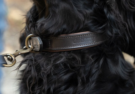 Dubarry Axel, leren hondenhalsband, mahogany