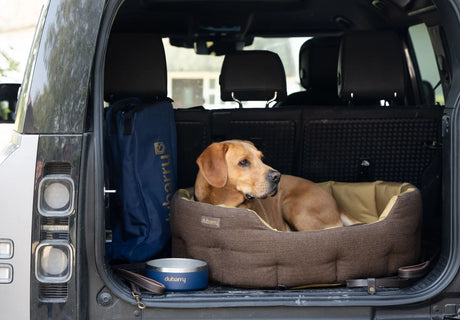 Dubarry Buster hondenmand, herringbone tweed